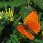 vzpomínka na ohnivé léto