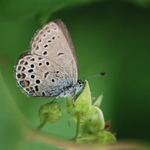 modrásek stříbroskvrnný