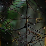 Na židovském hřbitově