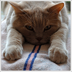 Na měkkých ručnících