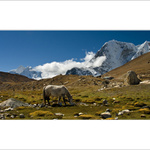 Himalájská pastvina