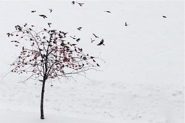 The Flying Leaves