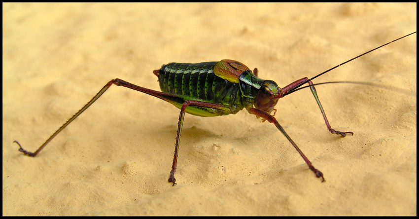 Skokan invalida
