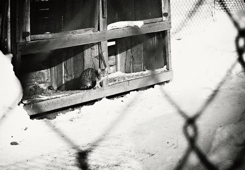 Dnešní mrazivá siesta ...