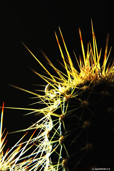 Lenošná kapka při nedělním podvečeru