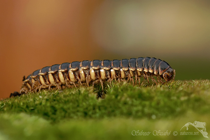 Mnohonožka (Astrodesmus laxus)