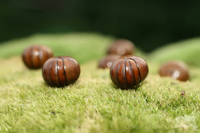 Mnohonožka (Arthrosphaera brandti)