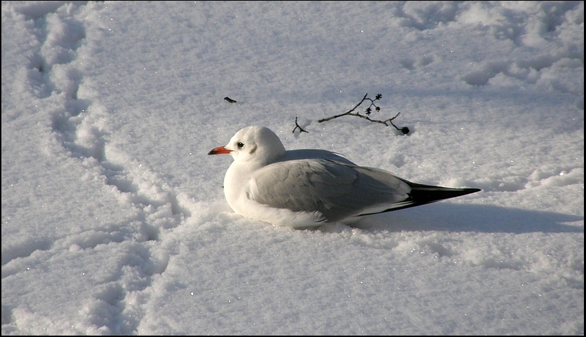 rackové na Chrudimce I.