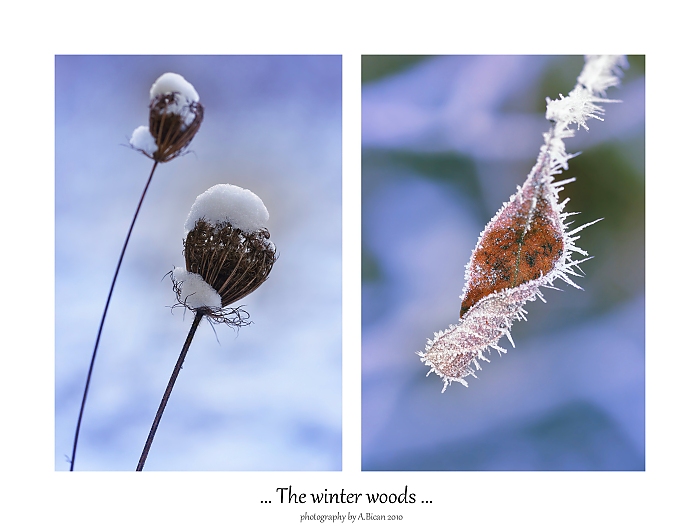 ... The winter woods ...