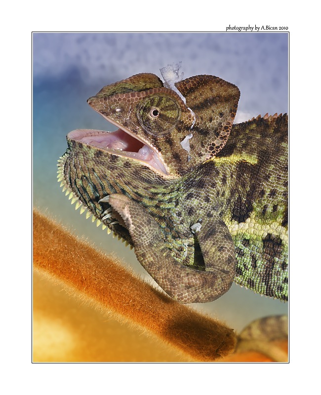 ... Když se chameleon směje :) ...