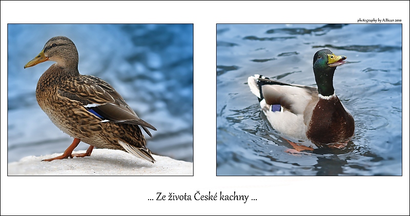... Ze života České kachny ...