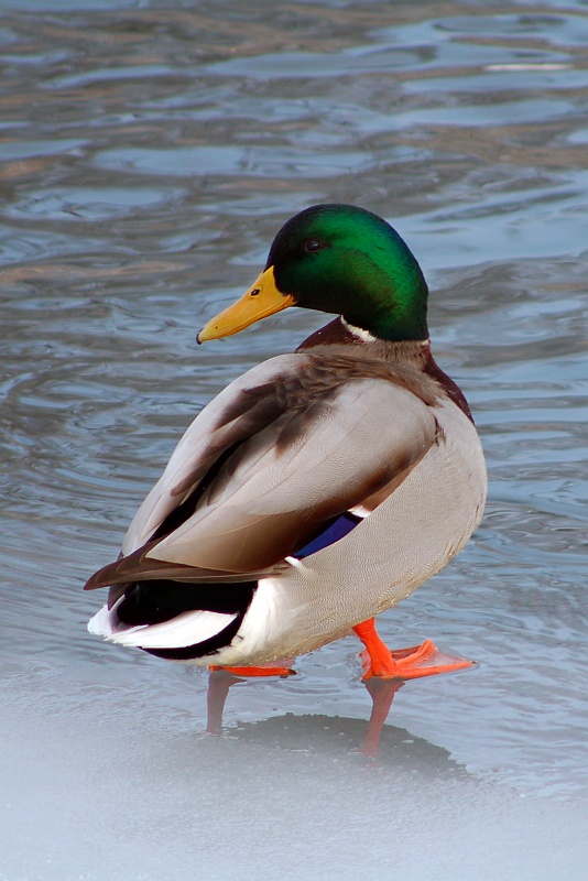 Kačer