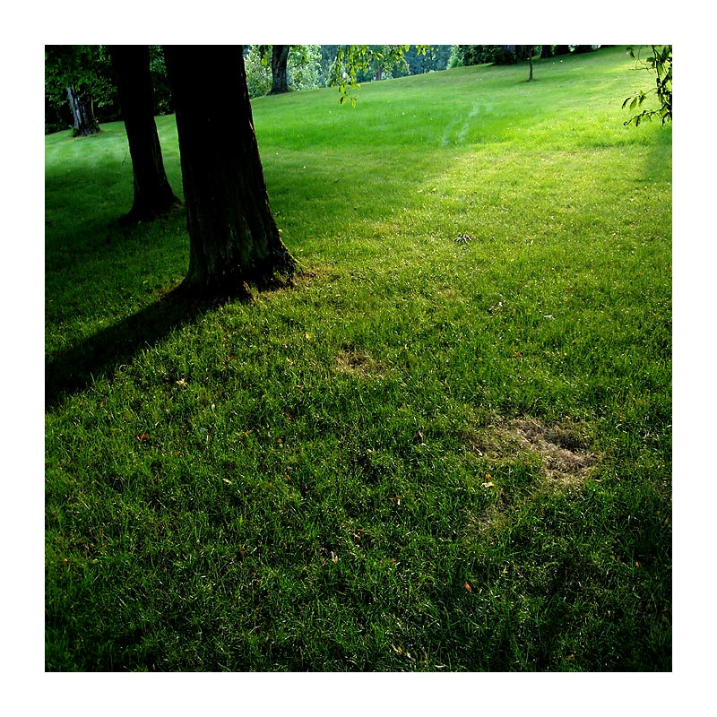 ***UKLIDŇUJÍCÍ POHLED DO ZELENĚ***