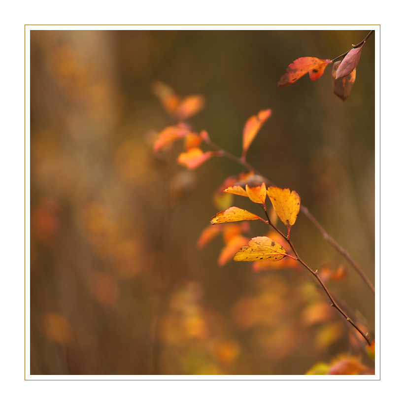 ***PODZIM MELANCHOLIK***