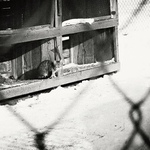 Dnešní mrazivá siesta ...