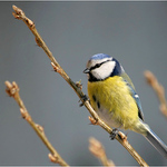 Sýkorka modřinka fešanda