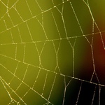 Ranní rosa na pavučině