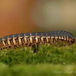 Mnohonožka (Astrodesmus laxus)