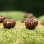 Mnohonožka (Arthrosphaera brandti)