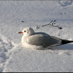 rackové na Chrudimce I.