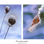 ... The winter woods ...