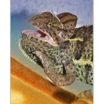 ... Když se chameleon směje :) ...