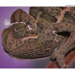 ... Chameleon jemenský ...