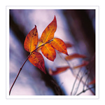 ***PODZIMNÍ POHLAZENÍ***