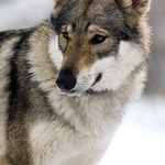 Portrét cca 2 leté fenky Československého vlčáka