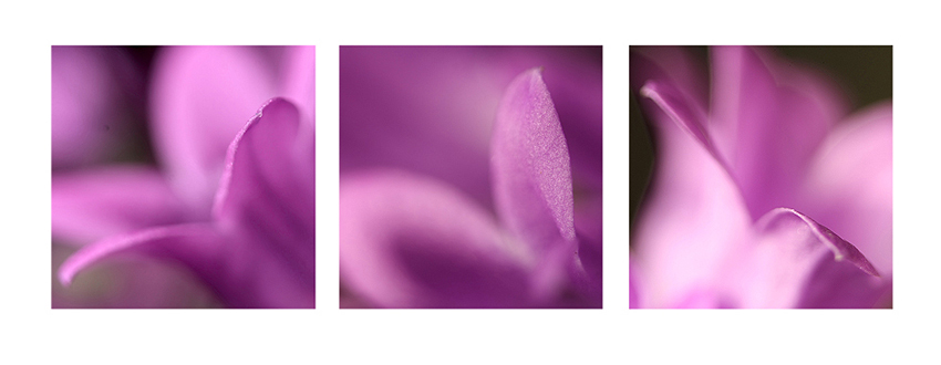 Trio II.