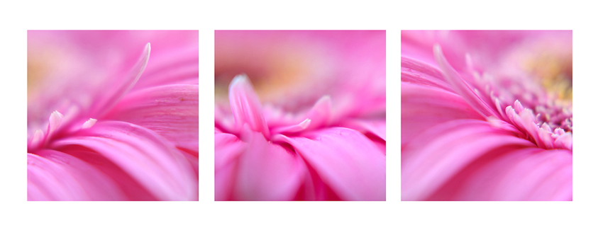 trio III.