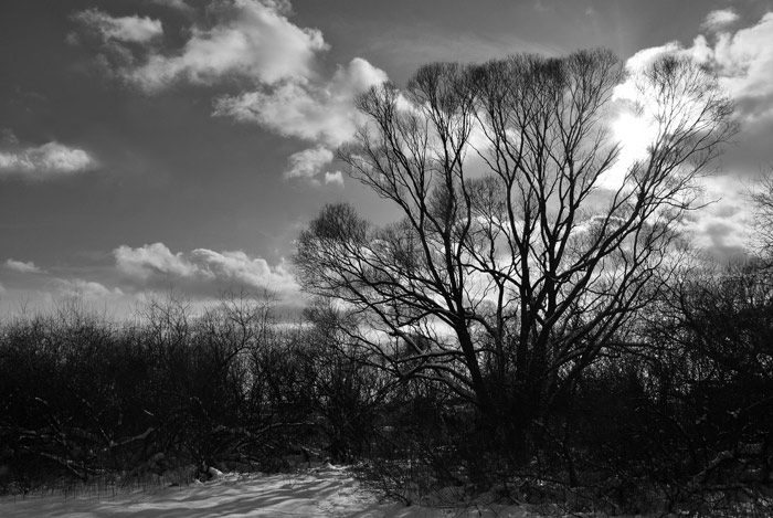 strom II.