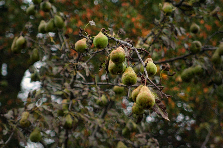 Autumnal