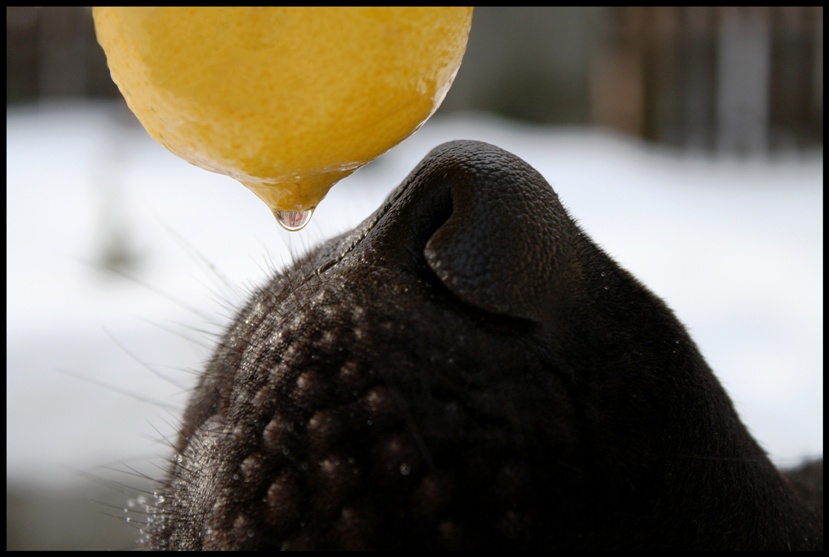 Sniff