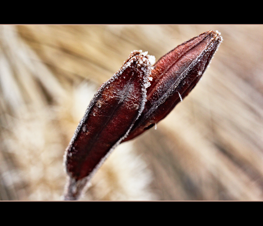 Iris ... v zimnej fáze