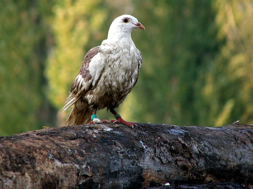 Columbidae