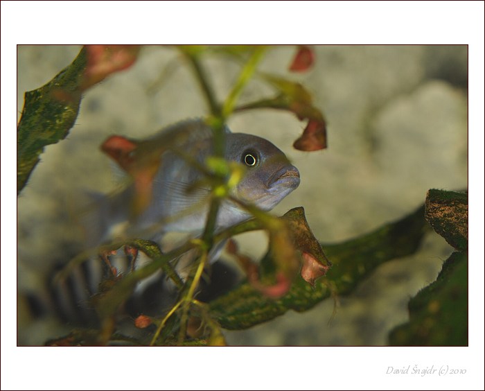 trocha akvaristiky II