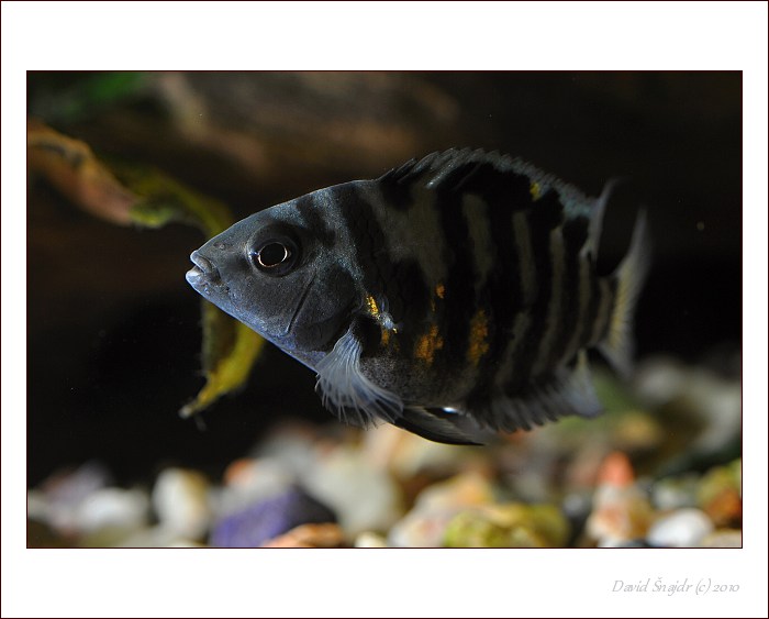 trocha akvaristiky III