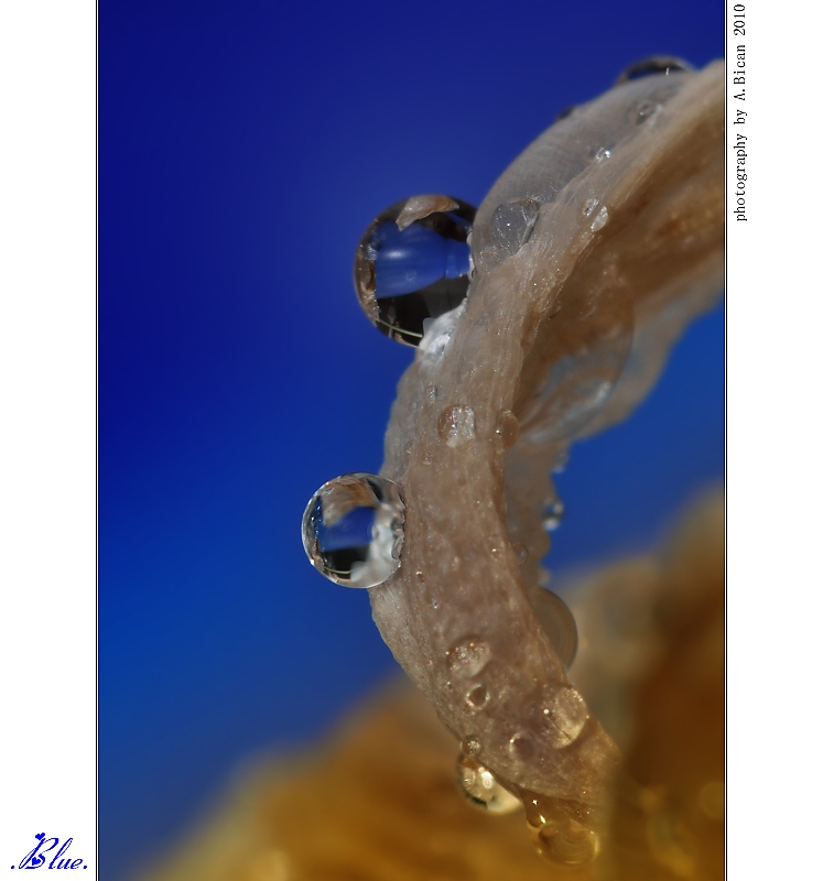 ... Blue ...