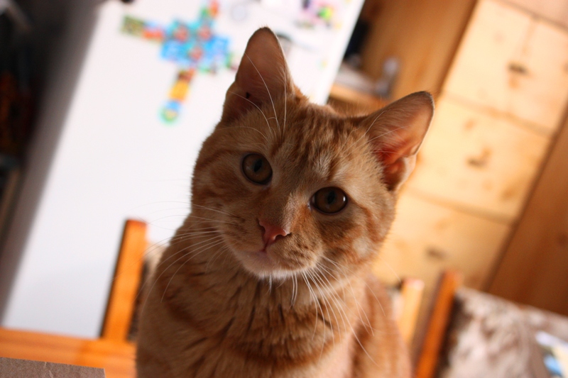 Garfield