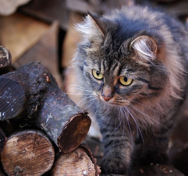 :: cat ::