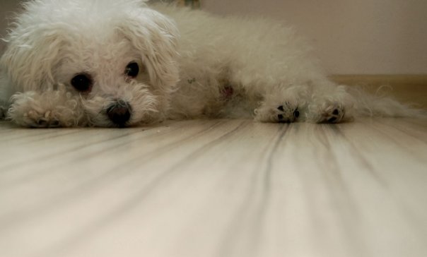 :: dog ::