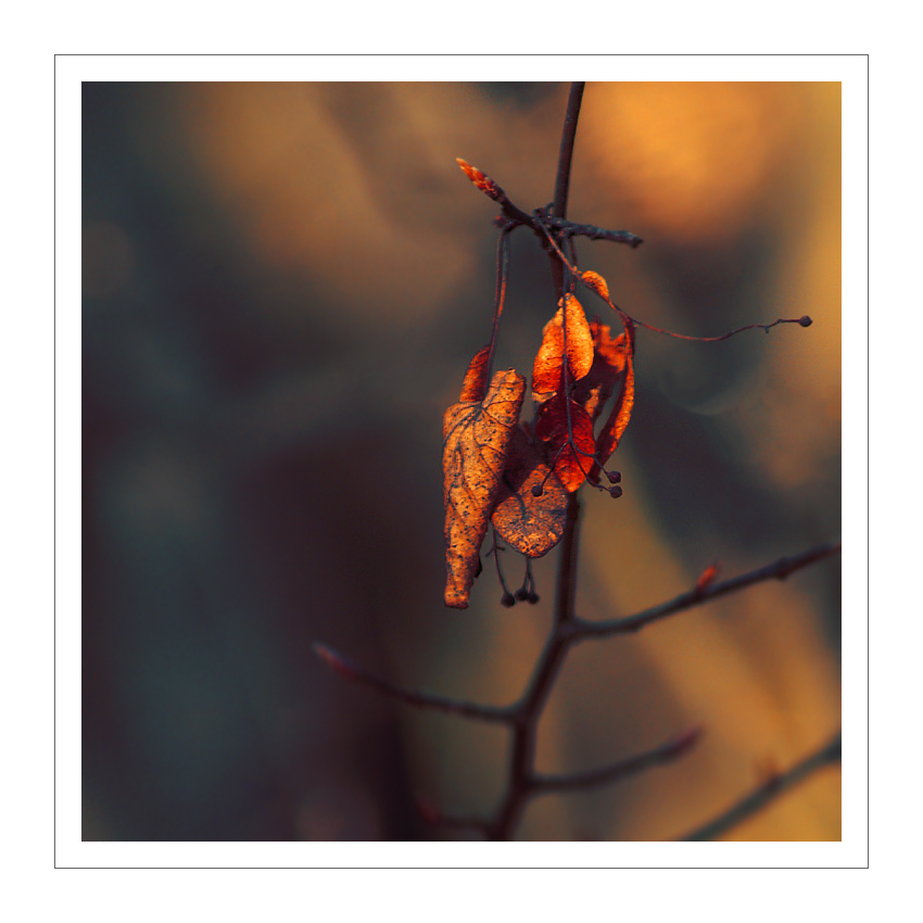 ***Z POSLEDNÍCH SIL***