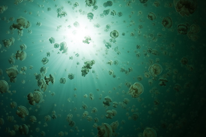 Jelly Space