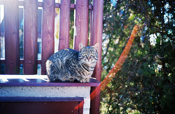die Katze)
