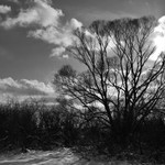 strom II.