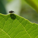 ...n´1 from Dave´s Garden...