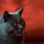 Čert nebo miláček?