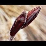 Iris ... v zimnej fáze