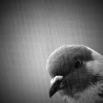 Z deníčku slečny Popelky